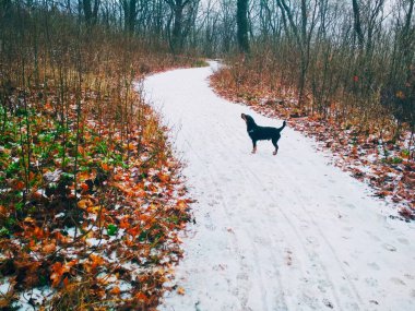 Parlak bir ormanda, bir av teriyeriyle düşünceli bir şekilde bir yerlere bakan karlı bir yol. 