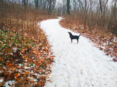 Parlak bir ormanda, bir av teriyeriyle düşünceli bir şekilde bir yerlere bakan karlı bir yol. 