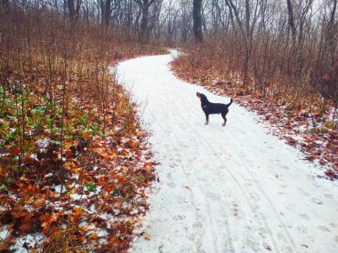 Parlak bir ormanda, bir av teriyeriyle düşünceli bir şekilde bir yerlere bakan karlı bir yol. 
