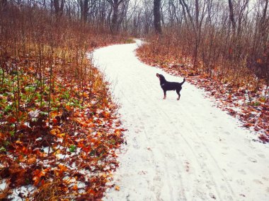 Parlak bir ormanda, bir av teriyeriyle düşünceli bir şekilde bir yerlere bakan karlı bir yol. 