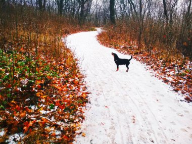 Parlak bir ormanda, bir av teriyeriyle düşünceli bir şekilde bir yerlere bakan karlı bir yol. 
