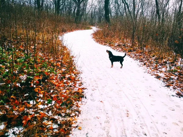 Snowy way through a bright forest with a hunt terrier looking thoughtfully somewhere