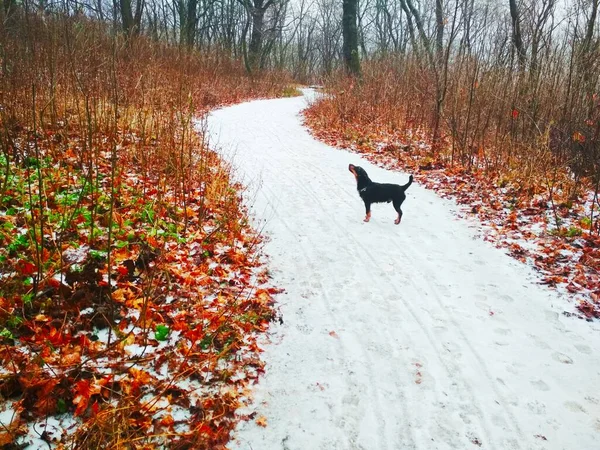 Parlak bir ormanda, bir av teriyeriyle düşünceli bir şekilde bir yerlere bakan karlı bir yol. 