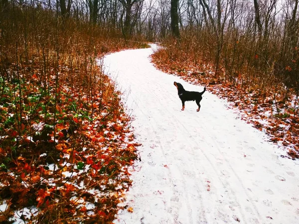 Parlak bir ormanda, bir av teriyeriyle düşünceli bir şekilde bir yerlere bakan karlı bir yol. 
