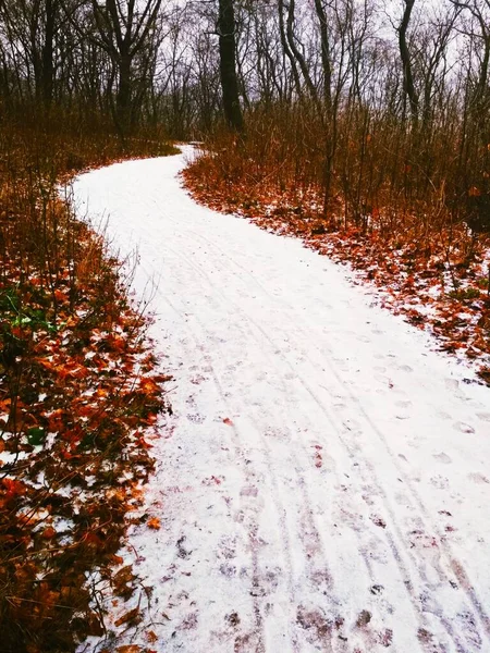 Сніговий Шлях Через Парк Природний Фон Пізня Осінь — стокове фото