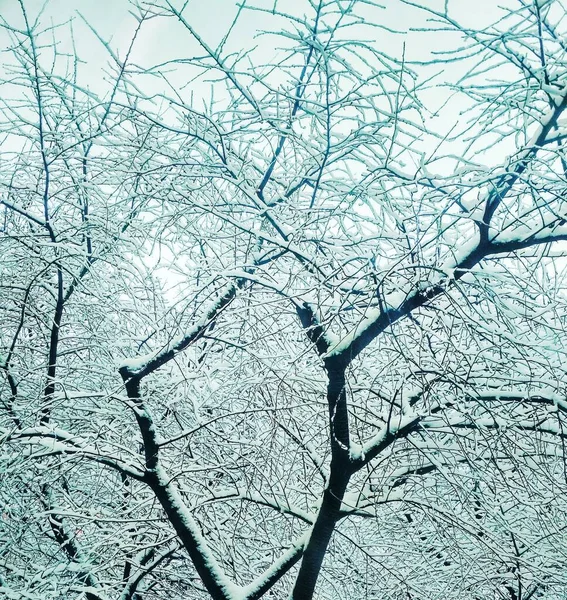 Bar Vinter Träd Täckt Med Tjock Snö Naturlig Bakgrund — Stockfoto