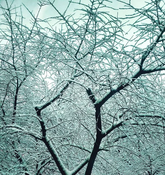 Bar Vinter Träd Täckt Med Tjock Snö Naturlig Bakgrund — Stockfoto