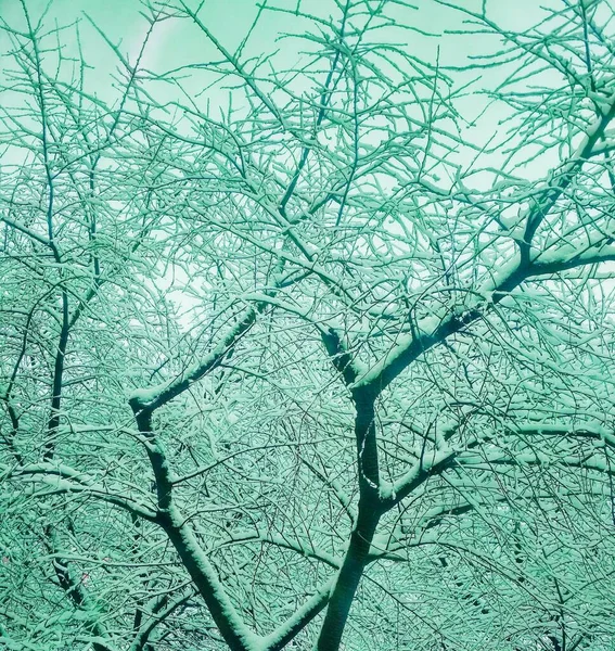 눈으로 나무들 — 스톡 사진