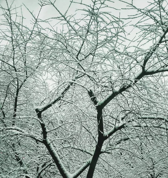 Bar Vinter Träd Täckt Med Tjock Snö Naturlig Bakgrund — Stockfoto