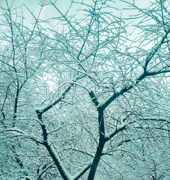 Kahle Winterbäume Mit Dichtem Schnee Bedeckt Natürlicher Hintergrund — Stockfoto