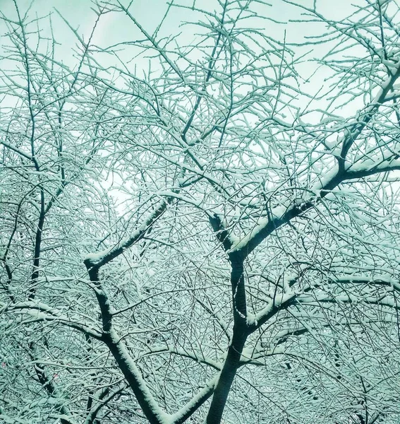 Bar Vinter Träd Täckt Med Tjock Snö Naturlig Bakgrund — Stockfoto