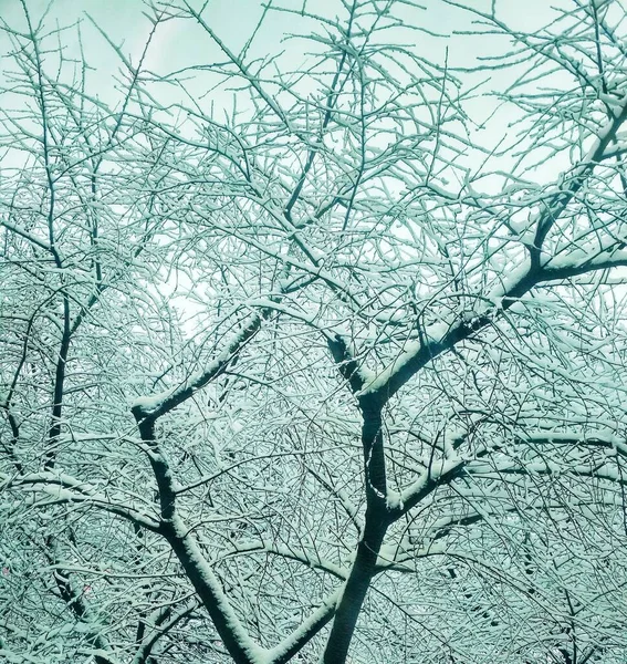 稀疏的冬树 覆盖着厚厚的积雪 自然背景 — 图库照片