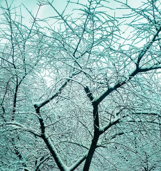 Bar Vinter Träd Täckt Med Tjock Snö Naturlig Bakgrund — Stockfoto