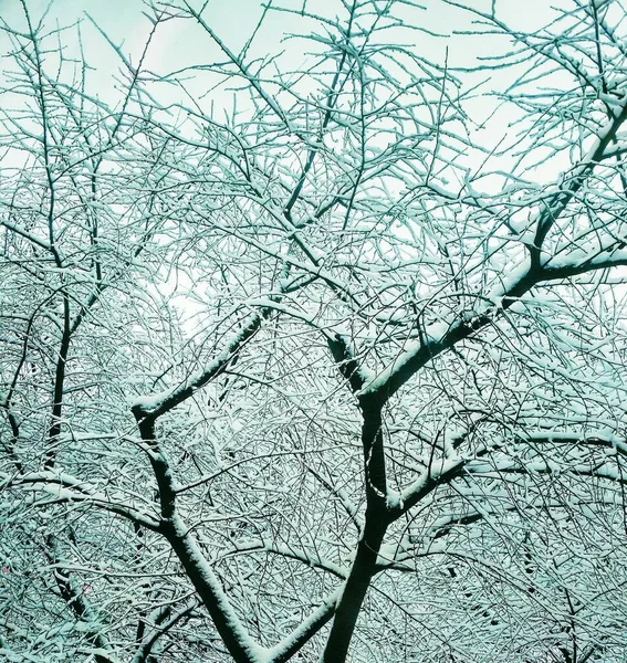 稀疏的冬树 覆盖着厚厚的积雪 自然背景 — 图库照片