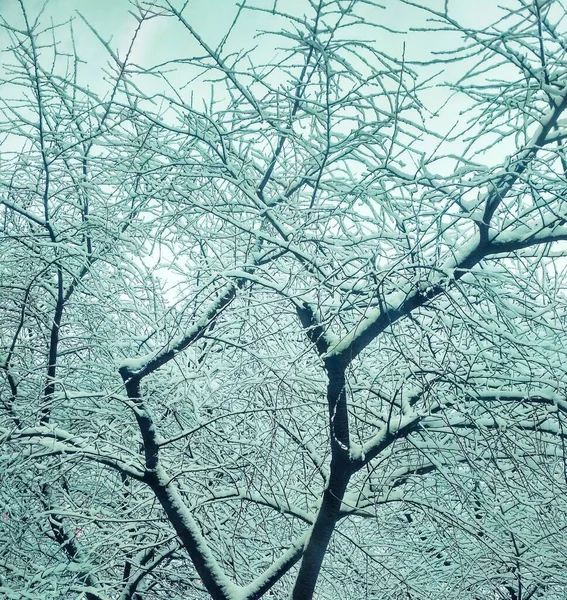 Bar Vinter Träd Täckt Med Tjock Snö Naturlig Bakgrund — Stockfoto