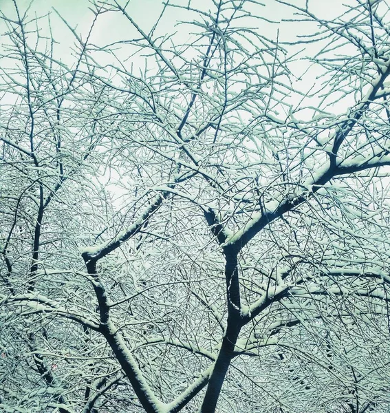 Bar Vinter Träd Täckt Med Tjock Snö Naturlig Bakgrund — Stockfoto