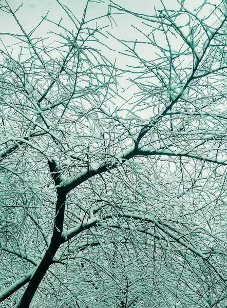 Kahle Winterbäume Mit Dichtem Schnee Bedeckt Natürlicher Hintergrund — Stockfoto