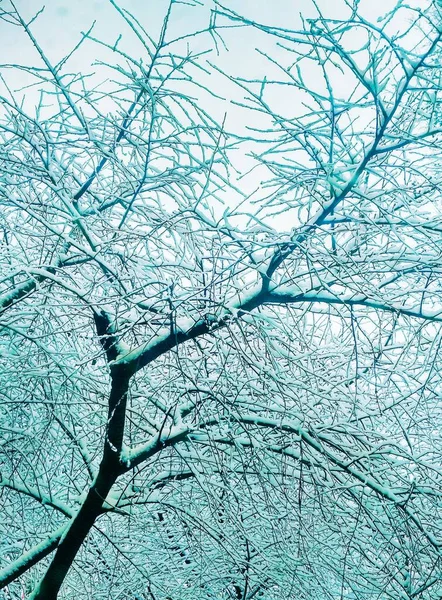 Bare Winter Trees Covered Thick Snow Natural Background — Stock Photo, Image