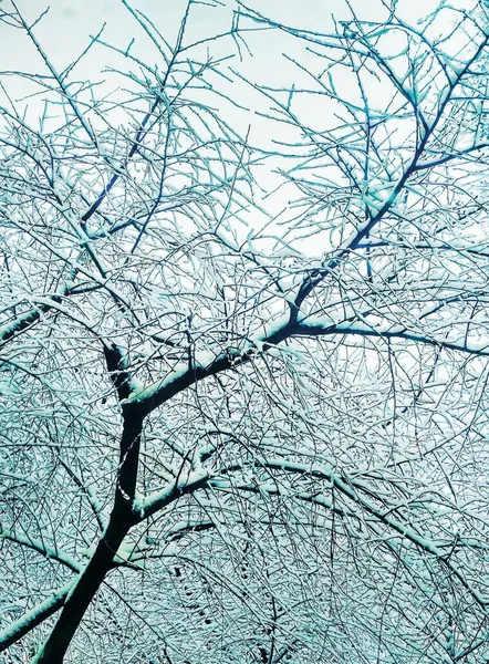 稀疏的冬树 覆盖着厚厚的积雪 自然背景 — 图库照片