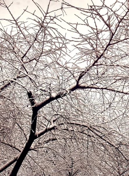 Yoğun Karla Kaplı Çıplak Kış Ağaçları Doğal Arka Plan — Stok fotoğraf