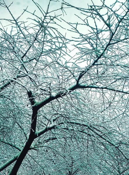 Alberi Invernali Nudi Ricoperti Neve Fitta Sfondo Naturale — Foto Stock