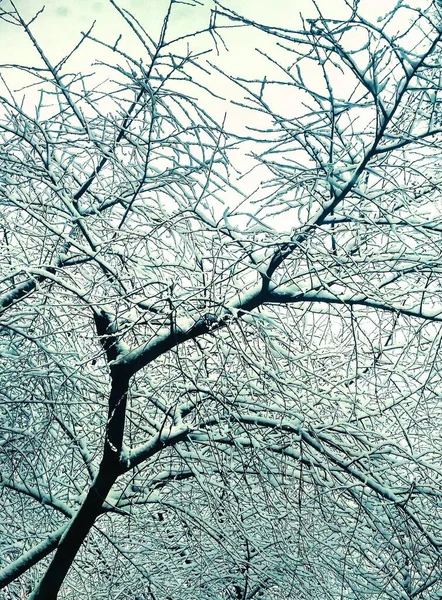 Bar Vinter Träd Täckt Med Tjock Snö Naturlig Bakgrund — Stockfoto