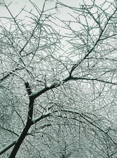 Alberi Invernali Nudi Ricoperti Neve Fitta Sfondo Naturale — Foto Stock