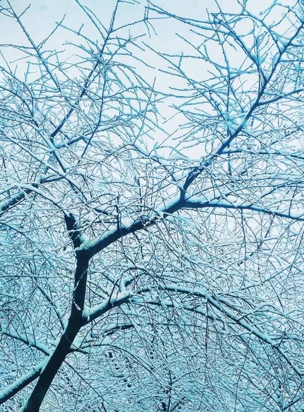 Bar Vinter Träd Täckt Med Tjock Snö Naturlig Bakgrund — Stockfoto