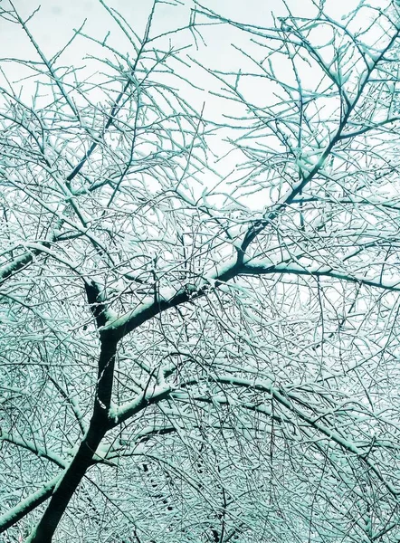 Голые Зимние Деревья Покрытые Густым Снегом Природный Фон — стоковое фото