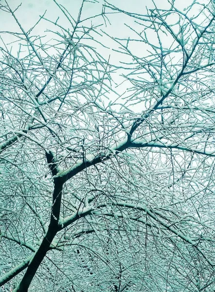 Bar Vinter Träd Täckt Med Tjock Snö Naturlig Bakgrund — Stockfoto