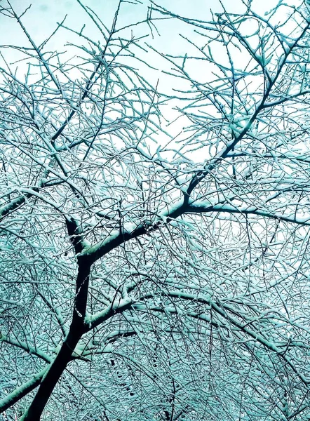 Bar Vinter Träd Täckt Med Tjock Snö Naturlig Bakgrund — Stockfoto