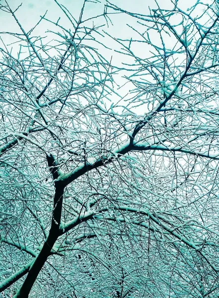 Bar Vinter Träd Täckt Med Tjock Snö Naturlig Bakgrund — Stockfoto