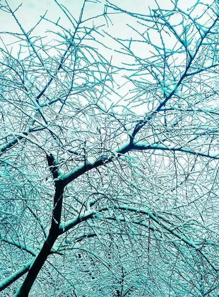 Árboles Desnudos Invierno Cubiertos Nieve Espesa Fondo Natural —  Fotos de Stock