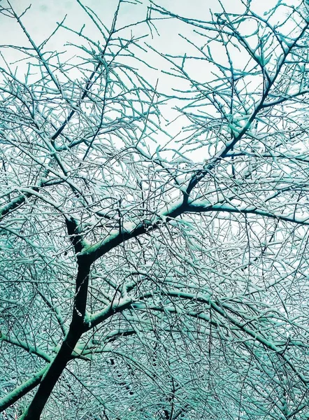 Alberi Invernali Nudi Ricoperti Neve Fitta Sfondo Naturale — Foto Stock
