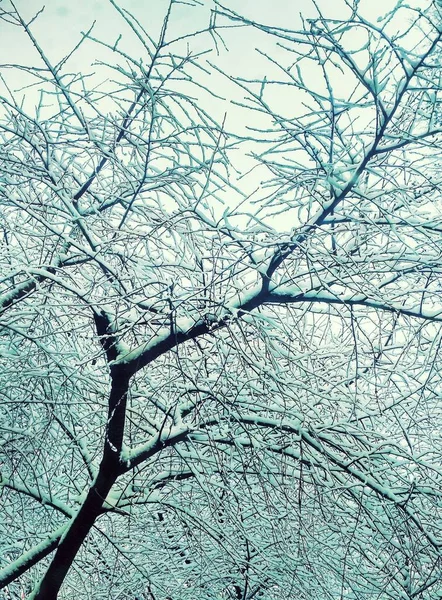 稀疏的冬树 覆盖着厚厚的积雪 自然背景 — 图库照片