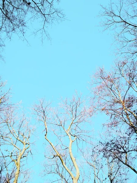 Bare Winterbomen Buigen Draaien Tegen Achtergrond Van Blauwe Wolkenloze Hemel — Stockfoto