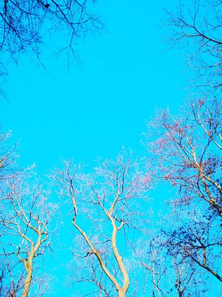 Árvores Inverno Nuas Dobrando Torcendo Contra Fundo Céu Azul Sem — Fotografia de Stock