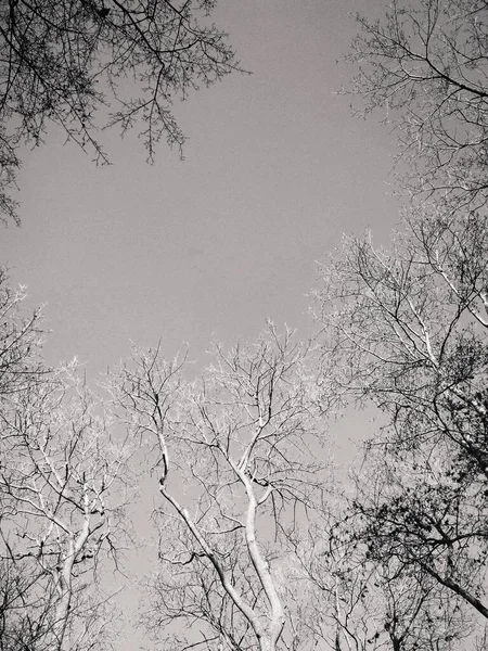 Arbres Nus Hiver Pliant Tordant Sur Fond Ciel Bleu Sans — Photo