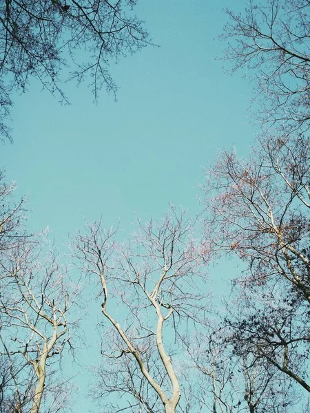 Голые Зимние Деревья Сгибаются Скручиваются Фоне Голубого Безоблачного Неба — стоковое фото