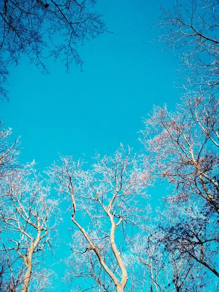 Arbres Nus Hiver Pliant Tordant Sur Fond Ciel Bleu Sans — Photo