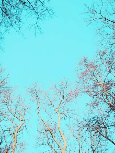 Bare Winterbomen Buigen Draaien Tegen Achtergrond Van Blauwe Wolkenloze Hemel — Stockfoto