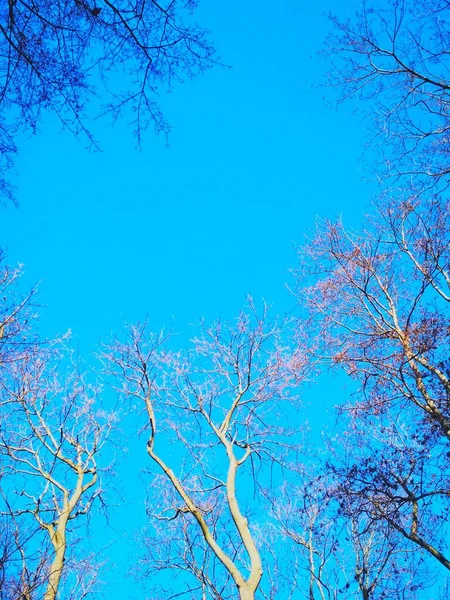 Árvores Inverno Nuas Dobrando Torcendo Contra Fundo Céu Azul Sem — Fotografia de Stock