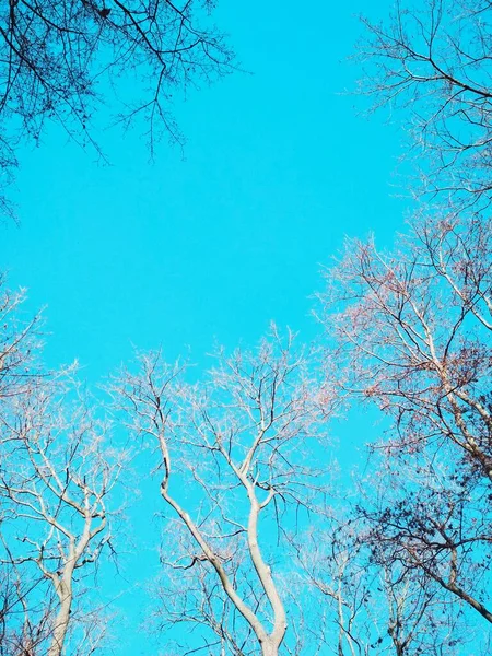 Holé Zimní Stromy Ohýbající Kroutící Pozadí Modré Bezmračné Oblohy — Stock fotografie