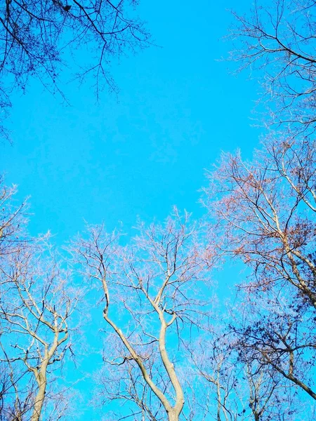 青い雲のない空を背景に 冬の木が曲がったりねじれたりする裸の木 — ストック写真