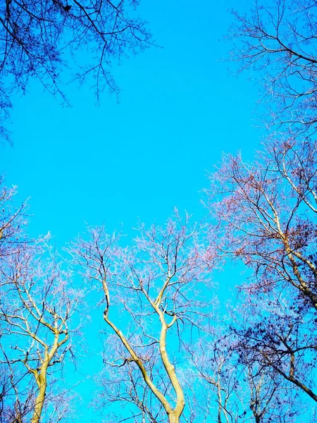 Árvores Inverno Nuas Dobrando Torcendo Contra Fundo Céu Azul Sem — Fotografia de Stock