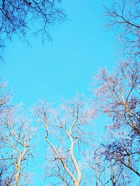 Bare Winterbomen Buigen Draaien Tegen Achtergrond Van Blauwe Wolkenloze Hemel — Stockfoto