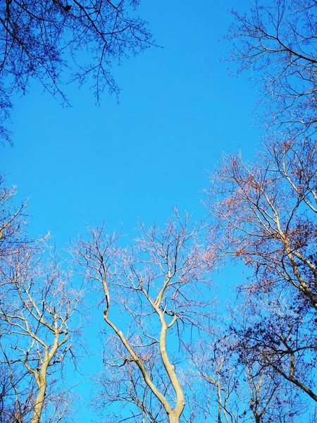 Bare Winterbomen Buigen Draaien Tegen Achtergrond Van Blauwe Wolkenloze Hemel — Stockfoto