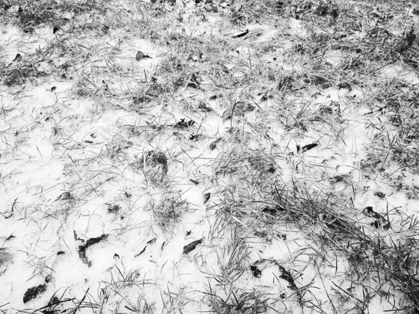 Pierwszy Śnieg Naturalne Tło Zielona Trawa Pokryta Śniegiem — Zdjęcie stockowe