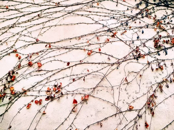 Fondo Natural Retorcimiento Vid Flexión Través Superficie Una Pared —  Fotos de Stock