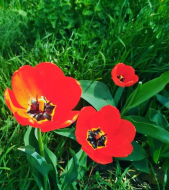 Çiçek açan güzel laleler, doğal arka plan. 